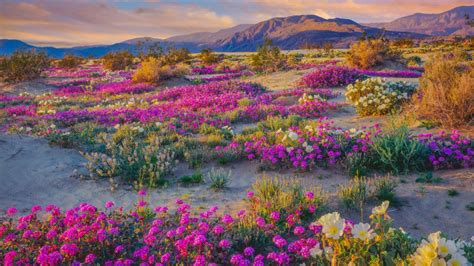 If you miss the flowers in socal head up to the pnw. spring flowers new mexico - Tupelo Press