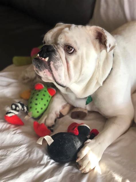 Looking for american bulldog rescue popular content, reviews and catchy facts? Hank - Austin Bulldog Rescue