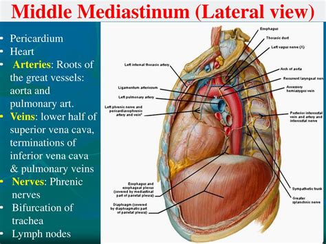 Mediastinal masses are divided into those that occur in the anterior, middle, and posterior mediastinum. PPT - Mediastinum PowerPoint Presentation, free download ...