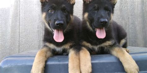 Find the perfect german shepherd puppy for sale at next day pets. DDR East German Shepherd Puppies for Sale in Texas 4 ...