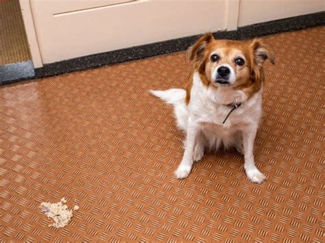 My worry that a few hours passed between eating and vomiting undigested food. Help! My Dog Is Throwing Up Undigested Food - What Should ...