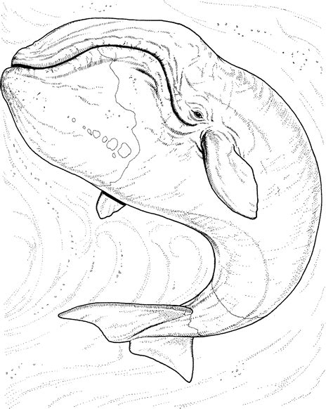 Here is an orca whale coloring page, also known as killer whale, one of the most familiar whales. Whale Coloring Pages