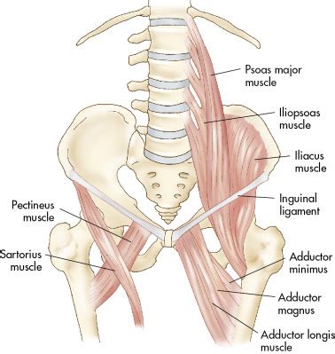Muscles of the pelvis that cross the lumbosacral joint to attach onto the trunk were described in the previous blog post note: Normal anatomy and physiology of the female pelvis ...