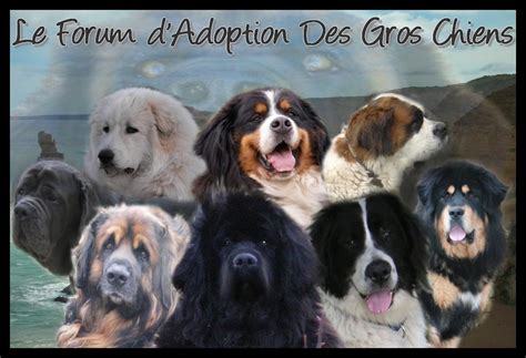 Search for fesse in these categories. image de chien gros - Image De