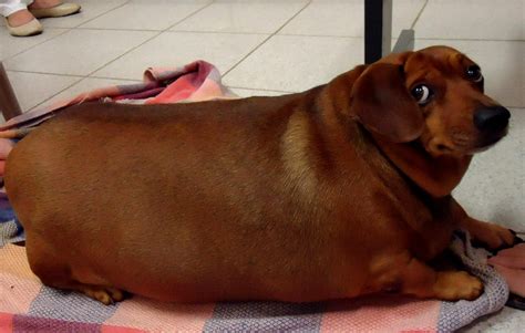 If your dog makes this list, she needs extra walks, less food, and training without extra treats. A big fat weiner : pics