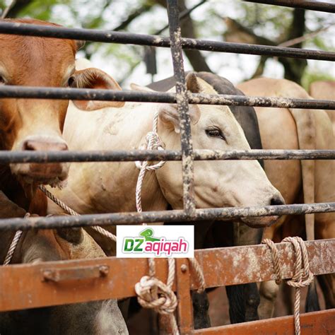 Menerima qurban dari non muslim dua hari yg lalu saya datang ke lapak pedagang kambing di kawasan jakarta barat. Harga Kambing Qurban 2019 Purwakarta - Aqiqah Purwakarta