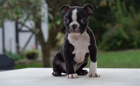 It's a hard life being a boston pup. Boston Terrier Puppies For Sale | Idaho Falls, ID #260937