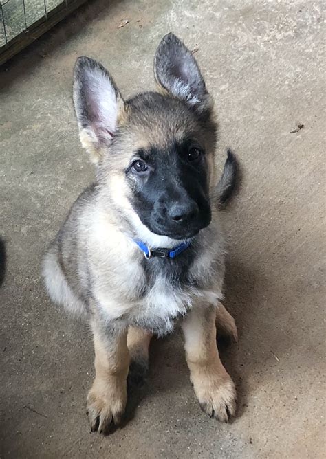 Akc registered puppies black/tan & sable. PennySaver | AKC German Shepherd Puppies in Smith, Texas, USA