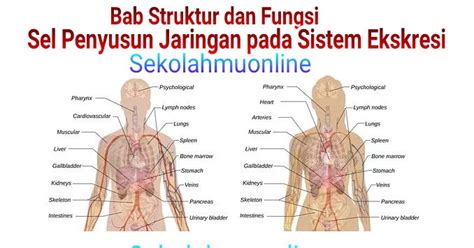 Karbon dioksida anorganik dikeluarkan dari gunung berapi dan proses geotermal lainnya seperti pada mata air panas. Soal Biologi Kelas XI Bab Struktur dan Fungsi Sel Penyusun ...