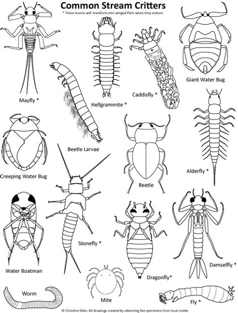 This article features the realistic and cartoon form of different types of insects. Wildlife Coloring Pages for Kids