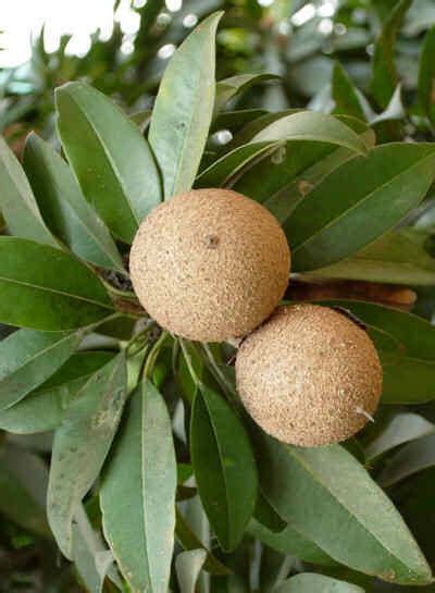 * images shown are of mature plants. Sapodilla fruit tree - Ehotpics.com