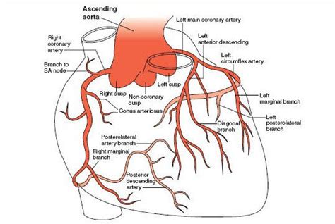 Coronary arteries originate in the sinus of valsalva at the origin of the aorta and travel in the coronary grooves to the apex of the heart supplying blood to both ventricles. Coronary arteries of human heart and 12-standard ECG leads ...