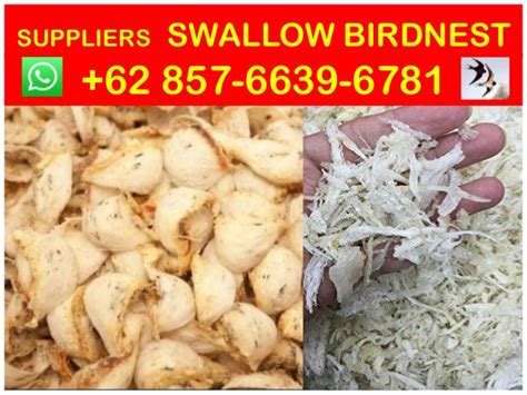 A bird nest can be found whilst cutting most types of trees, including ent trunks. Contact +62857-6639-6781 (WhatsApp), Swallow bird nest benefit