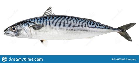 Mackerel fish is vitamin b12 and selenium rich fish support for heart disease, diabetes, immunity and reduces symptoms of rheumatoid arthritis. Atlantic Mackerel Fish Isolated On White Background Stock ...