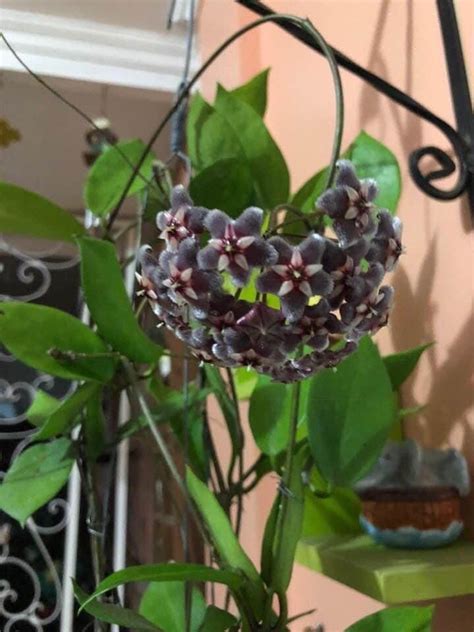 Hoya 'silver dollar' rooted in vial. Black is beautiful.... and mighty... and powerful! Hoya ...