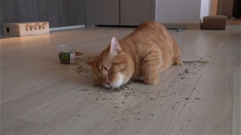 Each cat can respond differently. 말하는 고양이 4화 / 고양이가 캣닢에 중독되면 생기는 일 - Talking cat 04 catnip ...