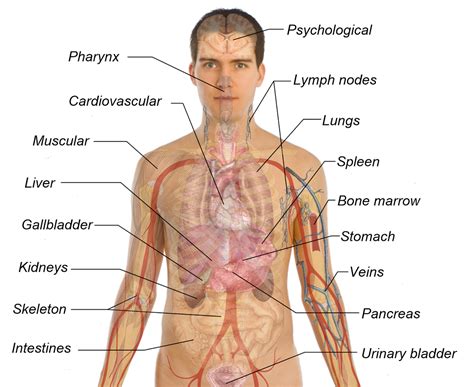 However, there is no universally standard definition of what constitutes an organ, and some tissue groups' status as one is debated. Human Body Diagrams