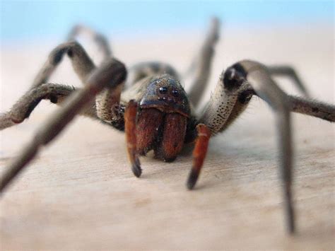 Die phoneutria die brasilianische wanderspinne kann bis zu fünf zentimeter lang werden, und ihr. Ein Biss der brasilianischen Wander- oder Kammspinne kann ...