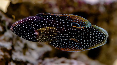 White cloud mountain minnows do best in groups of at least six. Marine Betta - Live Tropical Fish - Live Tropical Fish