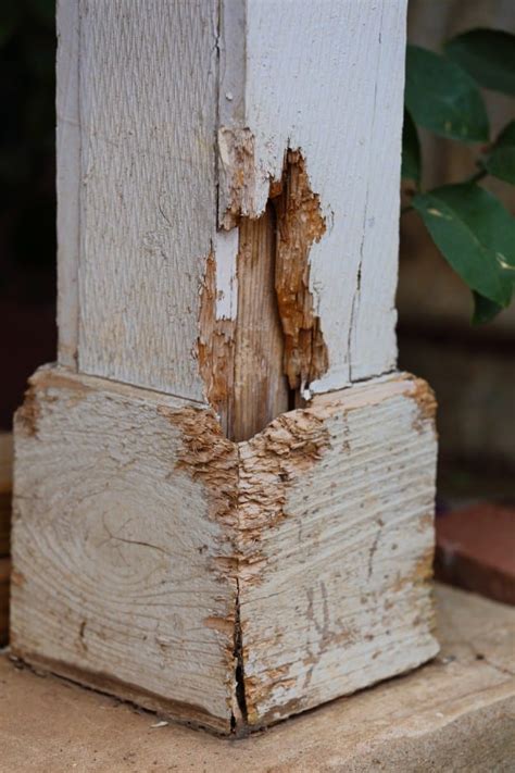 We also provide quality termite and wildlife. Bergen County Termite Control | Passaic County Termite ...