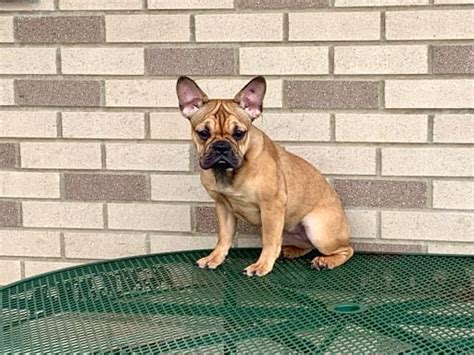The french bulldog also affectionately known as, the frenchie, frenchie puppies, appeared during the 19th century in nottingham, england as a smaller version of the english bulldog and is often referred to as the toy english bulldog. French Bulldog Puppies For Sale in Indiana & Chicago ...