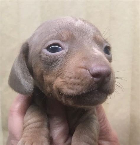 Find the perfect miniature dachshund puppy for sale in louisiana, la at puppyfind.com. Miniature Dachshunds - Dachshund Puppies For Sale In Louisiana | Dachshund puppy miniature ...