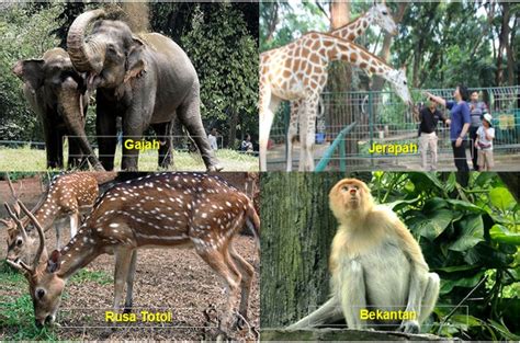 Nah, bagi kalian yang tinggal di medan dan sekitarnya, tak ada salahnya untuk piknik ke hairos waterpark yang ada di daerah. Macam Macam Hewan Di Kebun Binatang