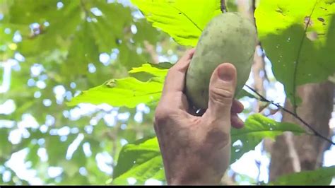 Maybe you would like to learn more about one of these? Native Kansas fruit being served at Lawrence brewery