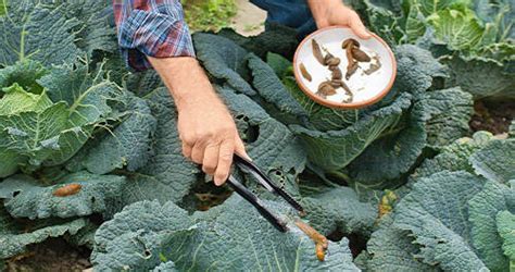 Entspannt im garten sitzen und relaxen. Schnecken im Garten natürlich bekämpfen | Garten | News ...