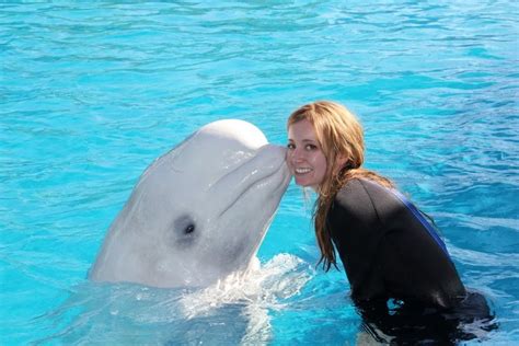 Can you swim with beluga whales? 2