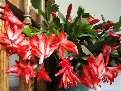 The following guide will help you make your easter cactus blossom beautifully, with some easy steps and care instructions. How To Force A Christmas Cactus To Bloom - easysiteers