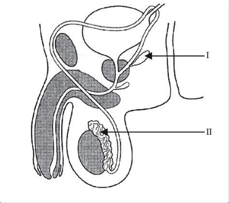 The diagram is as follows: Female Reproductive System Drawing at GetDrawings | Free ...