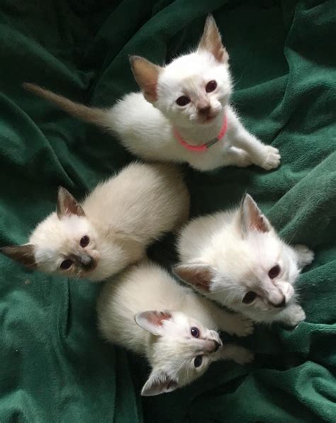 Cats available for sale in united states from top breeders and individuals. Siamese Cats For Sale | Reading, PA #274399 | Petzlover