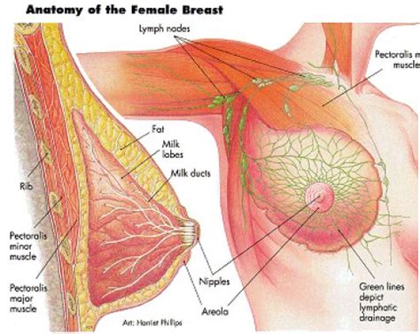 They may also feel firm or solid, and might be fixed to the tissue in the breast. During the gender transition from male to female, what ...