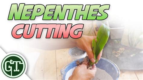 We don't want you surprised when your outside plants start to brown and die back. Nepenthes Cuttings | Nepenthes Pitcher Plant Care - YouTube