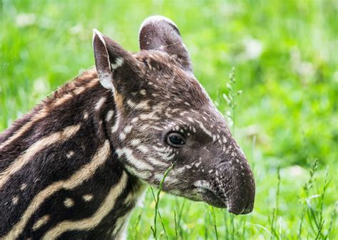 This is a gallery app dedicated to small kitchen. Brazil first wild tapir birth