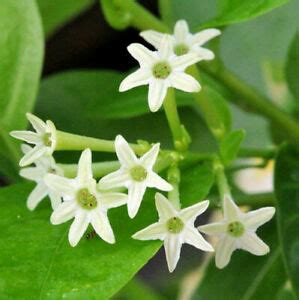 Night blooming jasmine plant for sale. Jasmine Night Blooming Live Starter Plant Cestrum ...