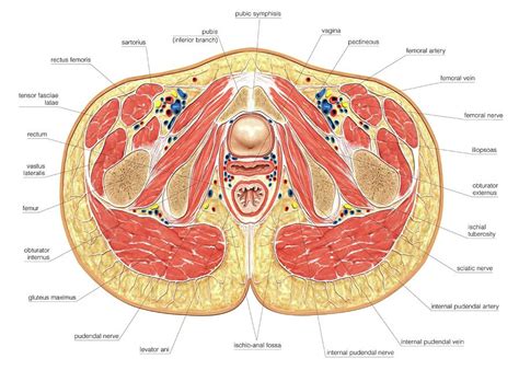 Muscles atrophy after an episod… most superficial muscle group of the ne… Muscles Of Pelvis Floor Cross Section Photograph by ...