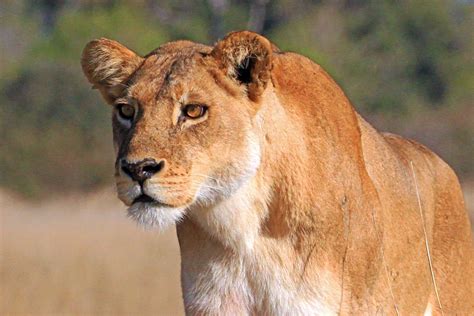 Moremi game reserve is made up of a number of different campsites. Moremi Game Reserve, Botswana Foto & Bild | world, natur ...