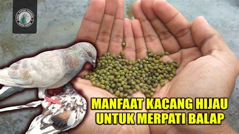 Boleh dikatakan ia merupakan makanan penambah darah yang sangat cepat dan efektif. Burung Merpati Dan Makanan Nya - Makanan Ku