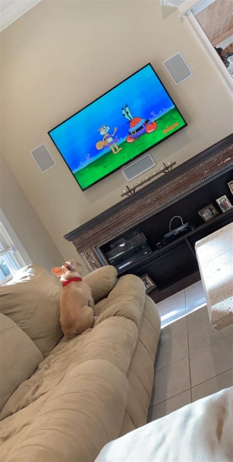 Spongebob friends spongebob memes spongebob squarepants spongebob tumblr cartoon wallpaper iphone cute. Caught my dog watching Spongebob without mehttps://i.redd ...