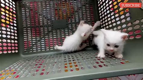 Berapa lama proses penyembuhan pasca steril kucing? Anak kucing umur 1 bulan - YouTube