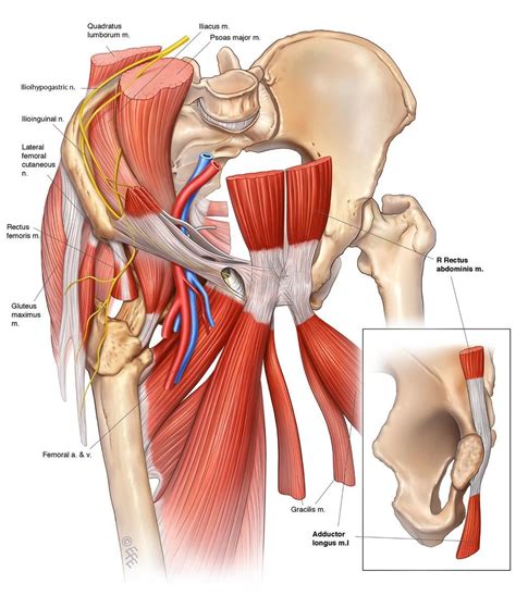 Medial thigh region muscles model description. Diagram of groin aponeurosis from @SSCSantry Groin Project ...