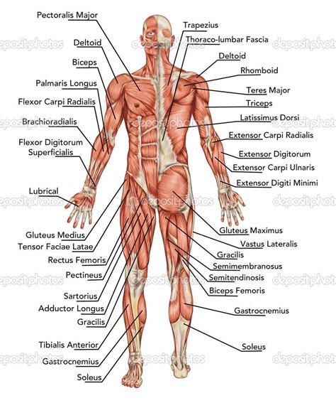The human muscular system is complex and has many functions in the body. Human Anatomy Labeled Diagram Human Anatomy Diagram Human ...