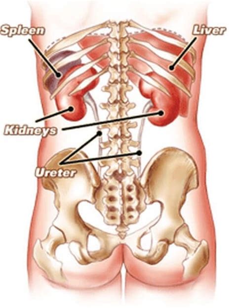 Other mammals also have kidneys in the rear abdominal area. Do your kidneys touch the ribs of your back? - Quora