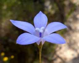 The seed is a very fine, black powder. Flora of Victoria