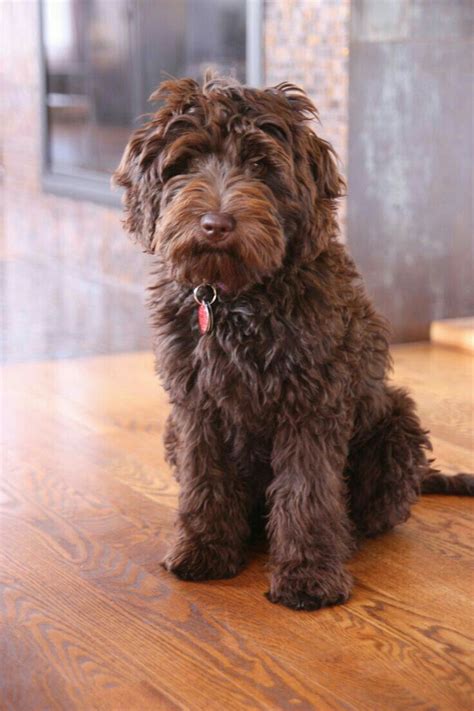 Searching for australian labradoodle and cobberdog puppies for sale? Pin by Colene Ripley on Puppy love (With images ...