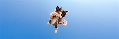 Experiment with deviantart's own digital drawing tools. seth casteel captures rescue kittens and cats mid-pounce