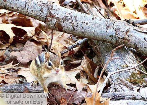 Selling digital products on etsy is a great way to make passive income for your business. A Chipmunk Unique Photo For Digital Download ...