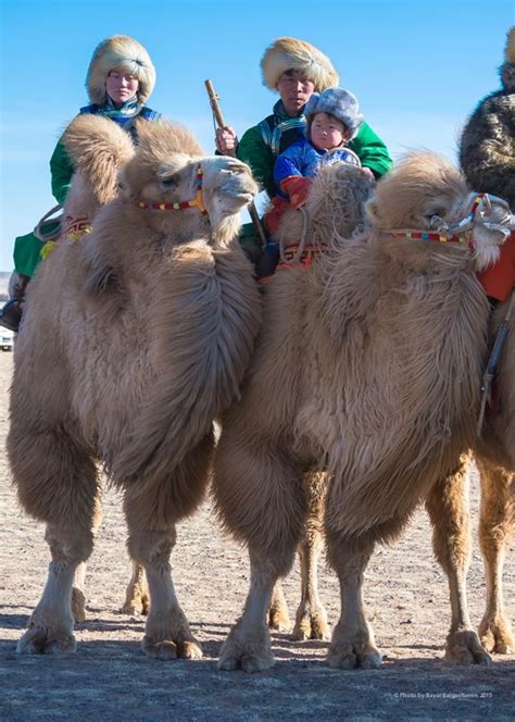 The sexual life of the camel. Mongolian family on camels, Gobi Desert. 2015 @Bayar ...